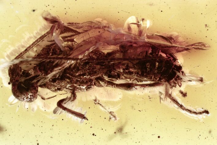 Detailed Fossil Parasitoid Wasp (Braconidae) & Leaf in Baltic Amber #346585